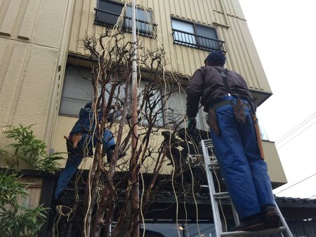 いよいよ12月！繁忙期に突入！そして雪吊り！