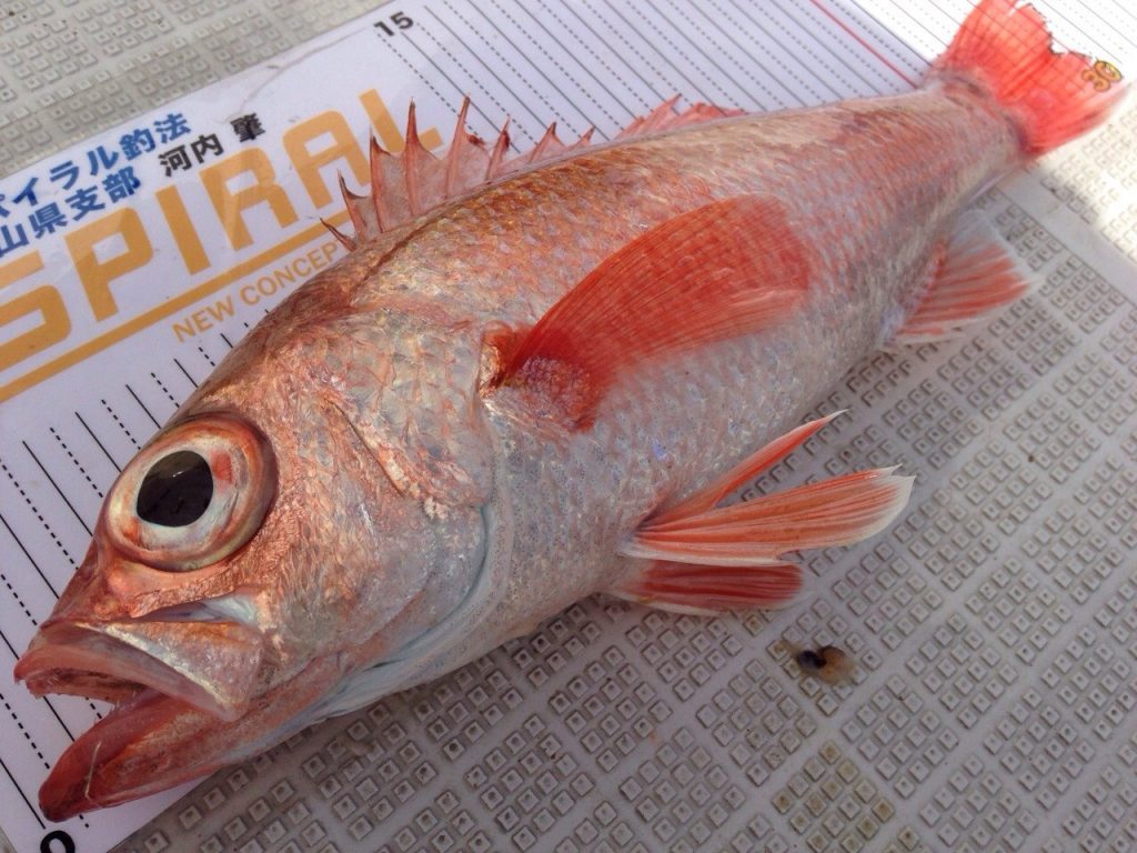 今はのどぐろ、昔は魚神。