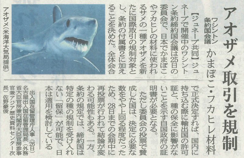 アオザメの話題 河内屋ブログ 鮨蒲本舗 河内屋 アオザメの話題 河内屋ブログ 鮨蒲本舗 河内屋