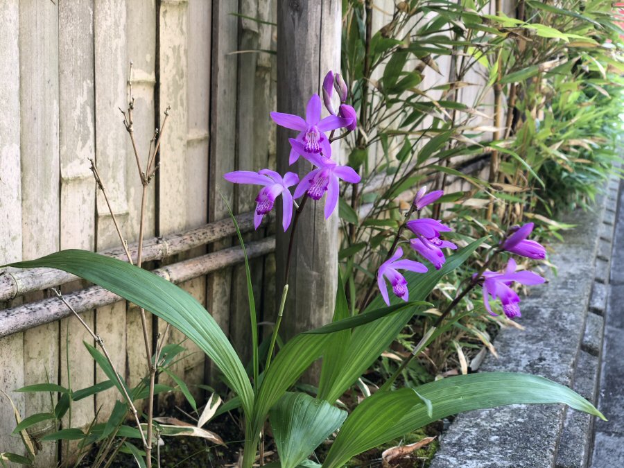 本店の紫欄が花を咲かせました。