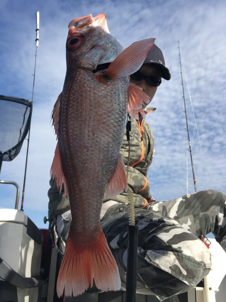 46cmのノドグロが釣れました！