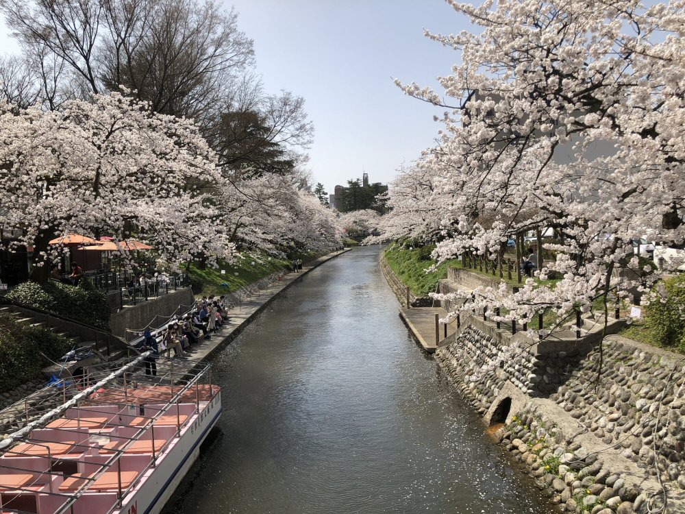 桜を見ながら徒然なるままに…