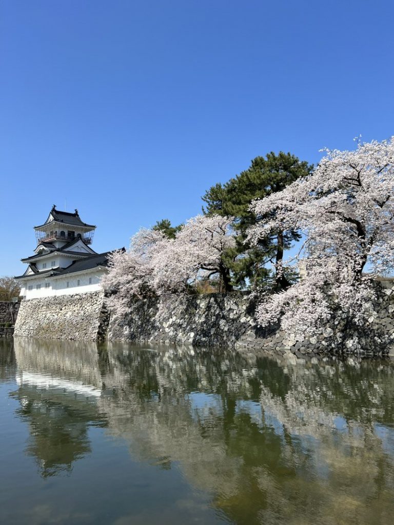 松川べりの桜は満開でした！