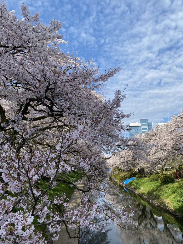 富山は桜満開です！