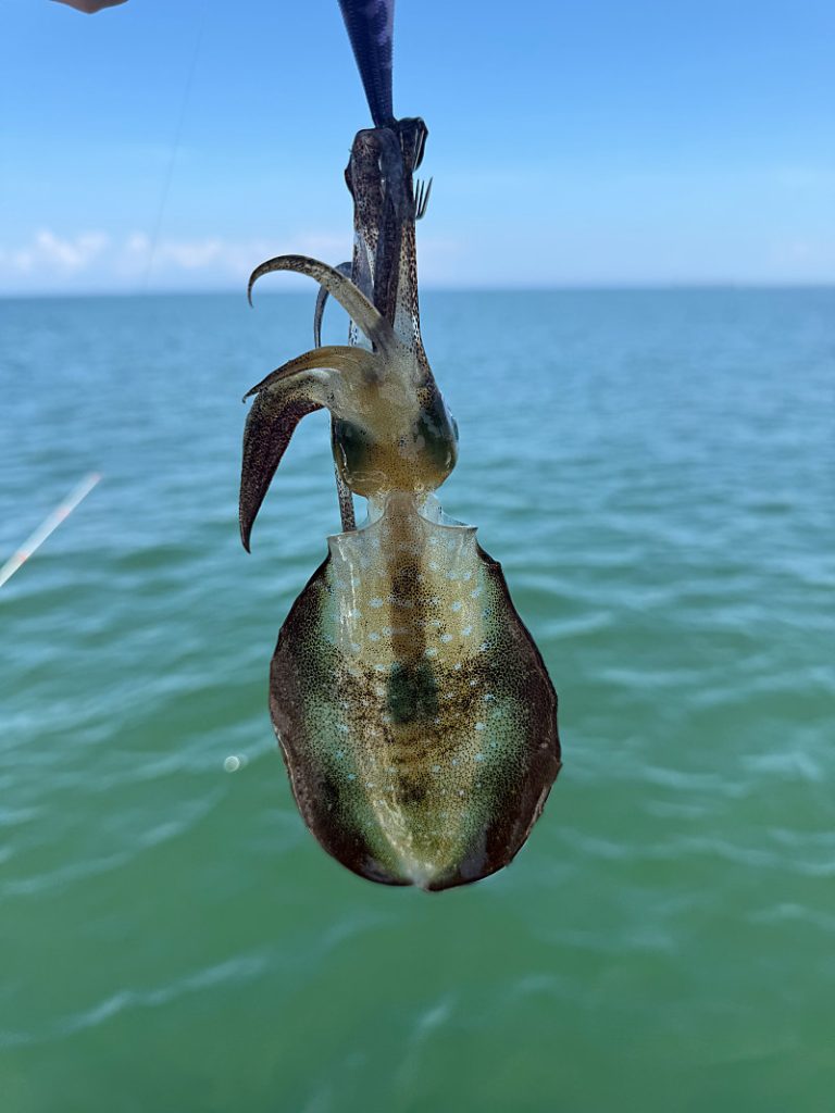 赤い魚はダメ、でもアオリイカが来た！