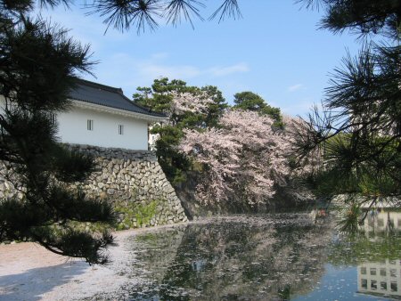 2009年4月12日富山桜2.JPG