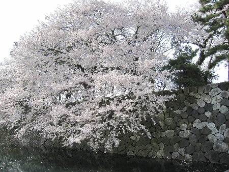 2010年4月10日富山城桜1.jpg