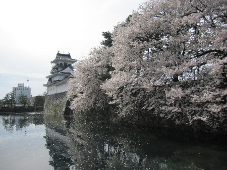 2010年富山城の桜