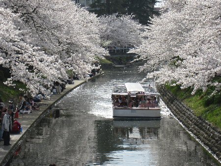 2010年4月10日松川の桜.jpg