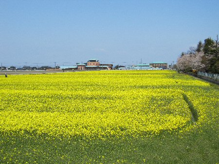 2010年4月18日入善菜の花畑.jpg