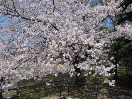 2011年4月17日入善の桜.jpg