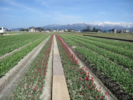 入善、黒部でお花見！