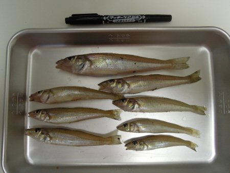 2011年7月24日キス釣り1.jpg