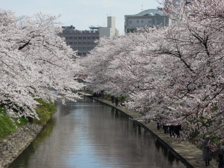 2012年4月15日お花見1.jpg