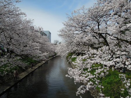 2012年4月15日お花見2.jpg