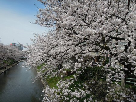 2012年4月15日お花見3.jpg