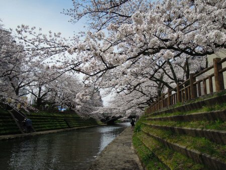 2012年4月15日お花見4.jpg