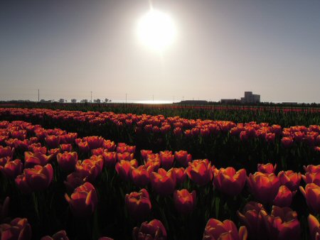 2012年4月28日滑川チューリップと夕陽.jpg