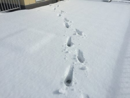 2014年12月7日積雪.JPG