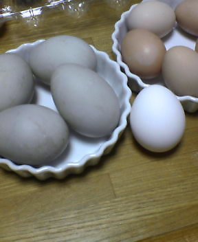 合鴨と鵜滑稽の卵をもらいました